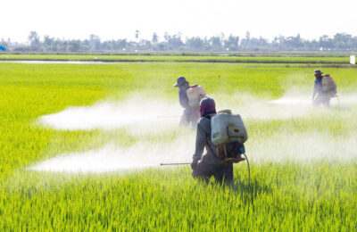 Resolución a modo y a  favor de los intereses de Bayer-Monsanto, amenaza para la soberanía  alimentaria y los derechos humanos en México
