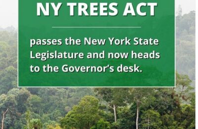 Súmate: ¡Dile a Nueva York que proteja las selvas tropicales!