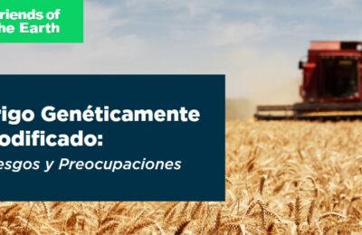 Informe: Trigo Genéticamente Modificado: Riesgos y Preocupaciones