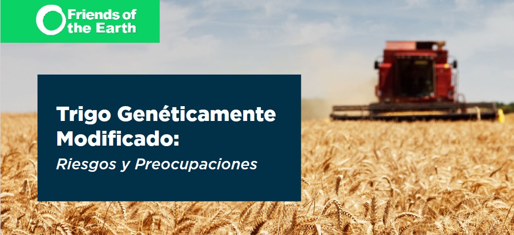 Informe: Trigo Genéticamente Modificado: Riesgos y Preocupaciones